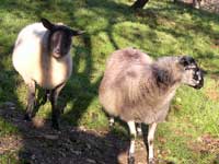 Les moutons